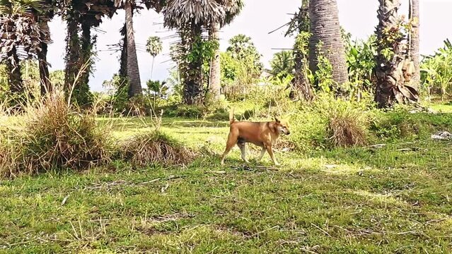 A fat brown dog marking and peeing his territory showing the candid peaceful slow living lifestyle in the rural countryside