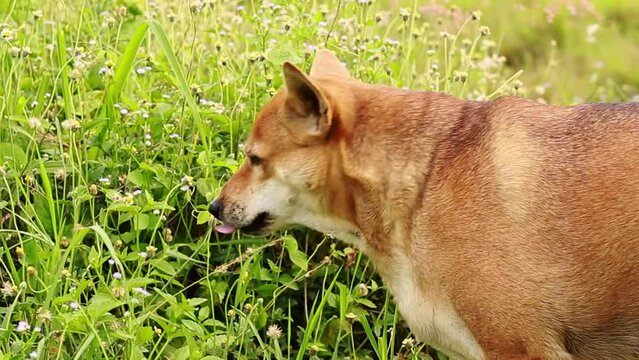 Cute brown dog nibbling on green grass and peeing afterward, candid genuine moment of the peaceful rural countryside and slow living lifestyle