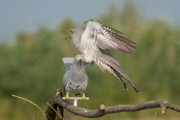 Common cuckoo - Cuculus canorus - male attacking wooden cuckoo. Photo from Kisújszállás in Hungary.