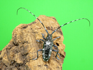 木にとまっているゴマダラカミキリムシのアップ