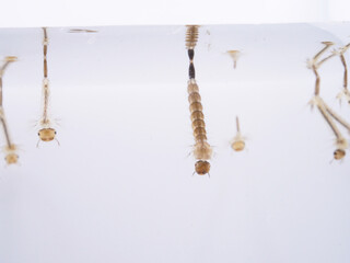 少し成長したボウフラ