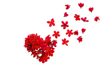 Obraz na płótnie Canvas red flowers rubiaceae local flora arrangement hearts flat lay style 