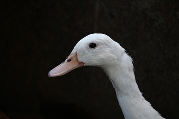 Close up ducks on the small farm