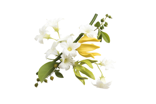 yellow flowers ylang ylang local flora arrangement flat lay postcard style 