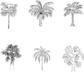 Vector sketch illustration of coconut palm plant and tree for plantation and garden decoration