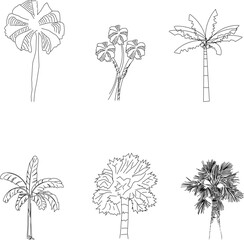 Vector sketch illustration of coconut palm plant and tree for plantation and garden decoration