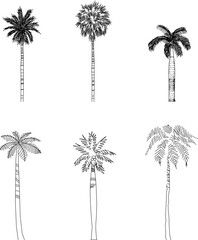 Vector sketch illustration of coconut palm plant and tree for plantation and garden decoration