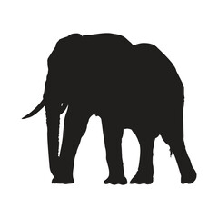 Fototapeta premium Elephant Vector Illustration