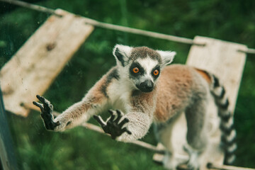 Lemur in the zoo