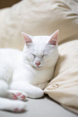 Fototapeta na wymiar 布団で眠る猫