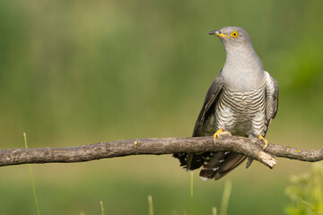 Common cuckoo - Cuculus canorus - male perched  with green background. This migrant bird is an european brood parasite. Photo from Kisújszállás in Hungary. Copy space on right.