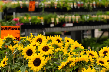 Potted sunflowers, nursery plants and seedlings on display at gardening warehouse shop store