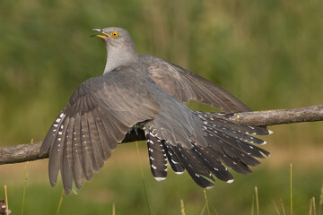 Common cuckoo - Cuculus canorus - male perched with spread tail and wings at green background. This migrant bird is an european brood parasite. Photo from Kisújszállás in Hungary.