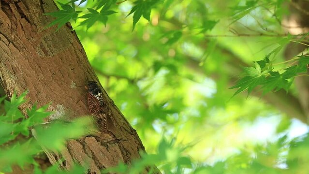 森の緑が美しい中、木にとまるセミ