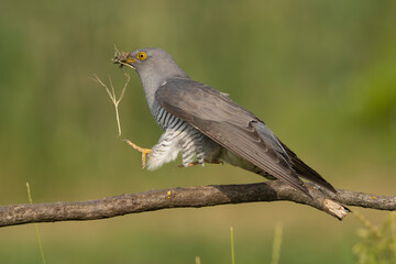 Common cuckoo - Cuculus canorus - male jumping with straw in beak and clawes at green background. This migrant bird is an european brood parasite. Photo from Kisújszállás in Hungary.