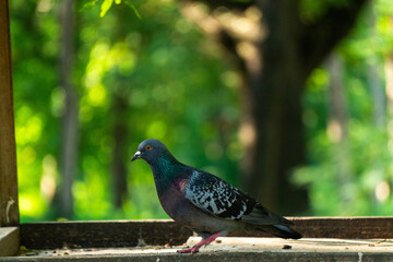 A rock dove sits in a bird feeder in a park in summer