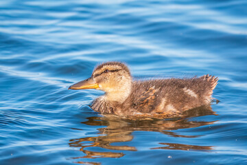 Cute little duckling swimming alone in a lake or river with calm water