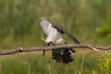 Common cuckoo - Cuculus canorus - male on perch at green background. This migrant bird is an...