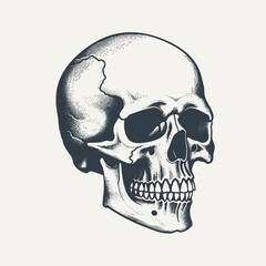 Skull. Vintage stipple style black and white vector illustration.