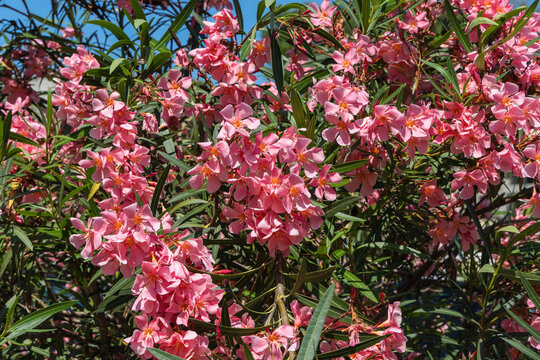 Huge oleander bushes with many pink flowers on a blurred background. Choice focus. Black Sea. Landscape park in the center of Sochi. Concept of nature for design.