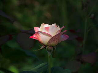 pink rose on a green background