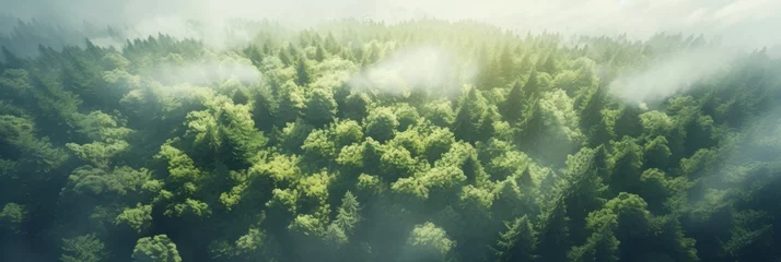 Foto op Plexiglas Sun shining through the trees banner and wallpaper background. Generative AI © Real Fantasy Art