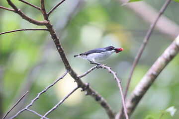 The bicolored flowerpecker (Dicaeum bicolor) is a species of bird in the family Dicaeidae. It is endemic to the Philippines.