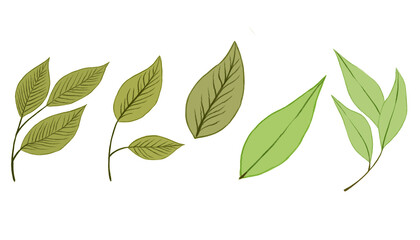 Botanical collection set with basic colors only without details and several different colors