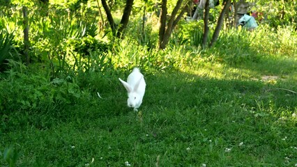 A cute white rabbit is eating grass in a meadow. Little rabbit standing on green grass in summer day. Young adorable bunny playing in garden. - Powered by Adobe