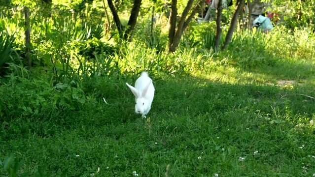 A cute white rabbit is eating grass in a meadow. Little rabbit standing on green grass in summer day. Young adorable bunny playing in garden.