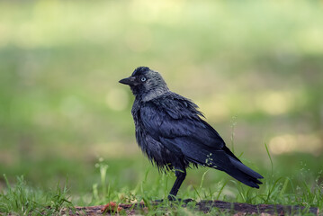Juvenile Eurasian Jackdaw (Corvus monedula) standing on a green grass