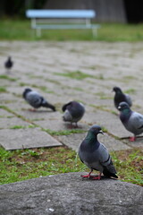 公園に集まる鳩