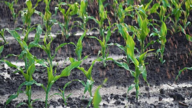 Agriculture. Corn field in water. Watering green plantation. Irrigation system for corn field. Rain irrigates green field of corn. Puddles on corn farm. Water on green plant.Farm irrigation management