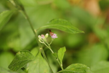 Bee flowers in the garden