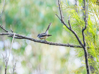 Wagtail Poised