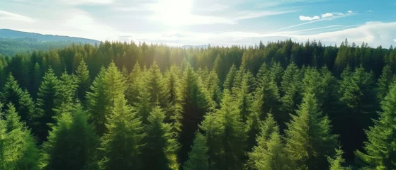 Foto op Aluminium Aerial top view of green trees in forest. Pine forest of lush trees. Generative AI © Viktor