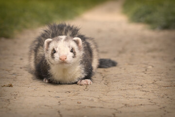 Color signs ferret on city park soil footpath posing for portrait