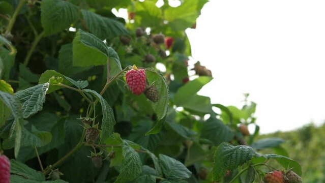 Ripe delicious sweet raspberries on the plantation. The concept of harvesting.