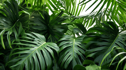 Obraz na płótnie Canvas Monstera Philodendron leaves - tropical forest plant