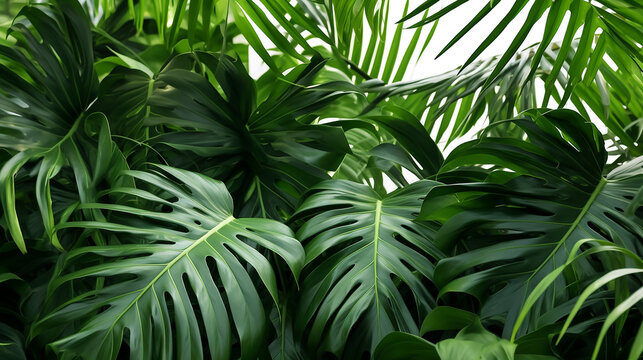Monstera Philodendron leaves - tropical forest plant © PNG WORLD