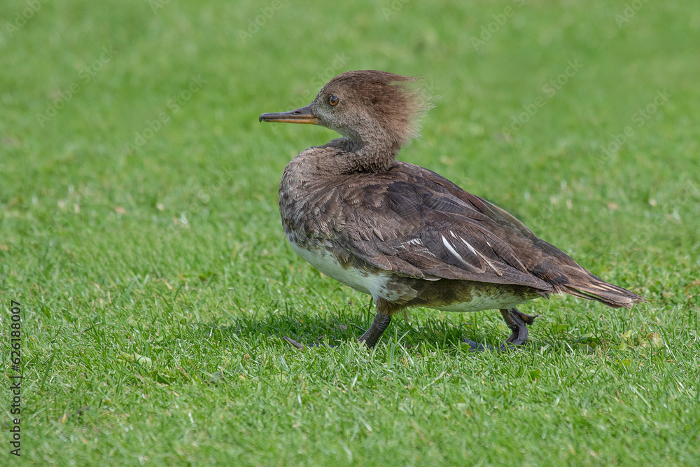 Poster a close up of a hooded merganser, lophodytes cucullatus, as it walks across the grass. the backgroun