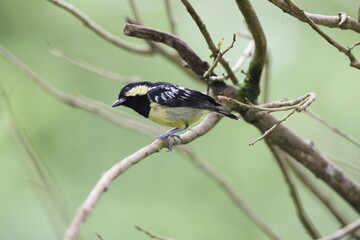 The elegant tit (Pardaliparus elegans) is a species of bird in the tit family Paridae endemic to the Philippines. 