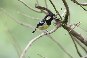 The elegant tit (Pardaliparus elegans) is a species of bird in the tit family Paridae endemic to the Philippines. 