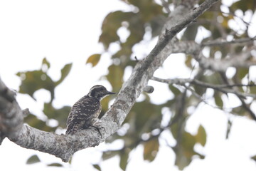 Philippine pygmy woodpecker (Yungipicus maculatus), also known as the Philippine woodpecker, is a species of bird in the woodpecker family (Picidae).