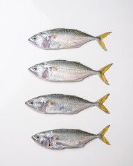 Fresh mackerel fishes on white background.