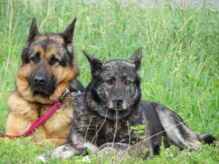 beautiful protective watchdogs defense security tranquility domestic animals