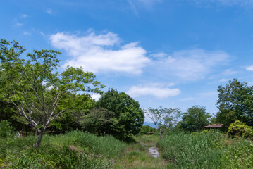 公園の青空と緑の風景　滋賀県守山市びわこ地球市民の森