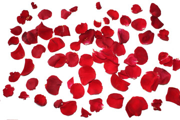 Fresh Red Roses in white background
