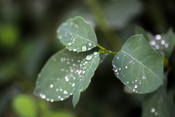 Green leaves with water drops after the rain.