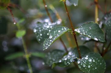 Green leaves with water drops after the rain.